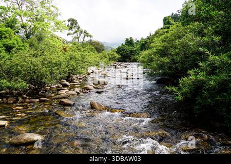 Felsiger Fluss, der durch üppige grüne Wälder fließt. Klarer Wasserstrom, der über Steine in der natürlichen Landschaftsumgebung kaskadiert. Stockfoto