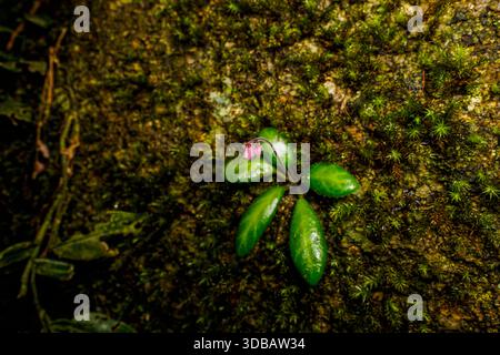 Winzige rosafarbene Wildblume mit glänzend grünen Blättern, die auf einem moosigen Baumstamm in einem tropischen Regenwald wachsen, Makronaturdetails. Stockfoto