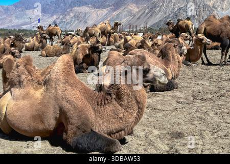 Baktrische Kamele ruhen auf sandigem Boden im Nubra Valley, Ladakh, Indien. Die Region ist bekannt für die Wüsten in hoher Höhe, in denen Kamele traditionell u sind Stockfoto