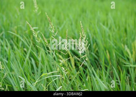 Nahaufnahme von hohem grünem Gras mit sanft auf einem Feld schwenkenden Samenköpfen. Stockfoto