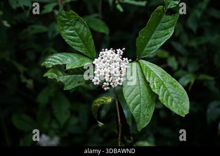 Eine Gruppe kleiner weißer Blüten mit grünen Blättern in einer Waldlandschaft. Stockfoto