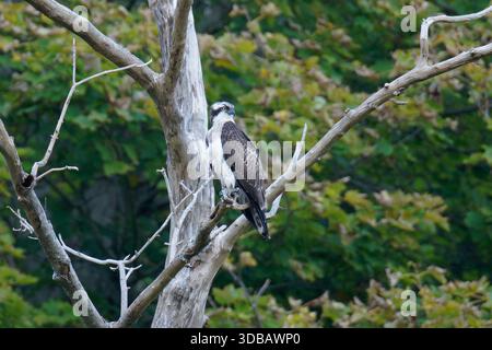 Juveniler männlicher Osprey-Pandion haliaetus auf dem Hochsitz. Stockfoto