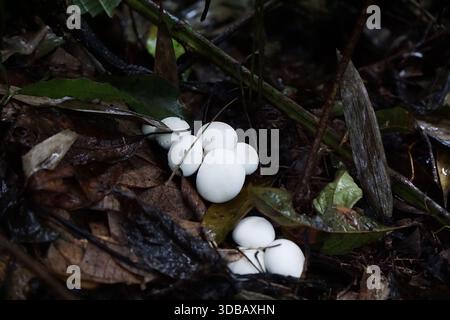 Ansammlung kleiner weißer Pilze, die aus feuchtem Waldboden zwischen herabfallenden Blättern auftauchen. Stockfoto