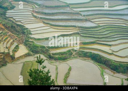 Reisterrassen in Vietnam, üppige Grün- und Goldtöne reflektieren den Himmel, eine atemberaubende landwirtschaftliche Landschaft. Stockfoto