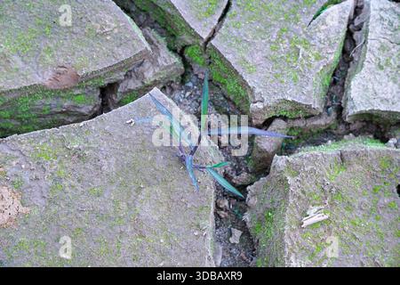 Ein einsamer grüner Spross drückt durch rissige, moosbedeckte Betonplatten. Stockfoto