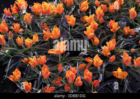 Tulpenblüten von Tulipa Amberland blühen im Frühjahr, natürlicher lebendiger Hintergrund der mehrjährigen Pflanze in der Familie Liliaceae. Stockfoto