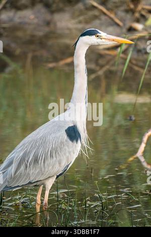 Graureiher (Ardea cinerea) im Wasser. Forest Farm Nature Reserve Cardiff Wales Vereinigtes Königreich. November 2025 Stockfoto