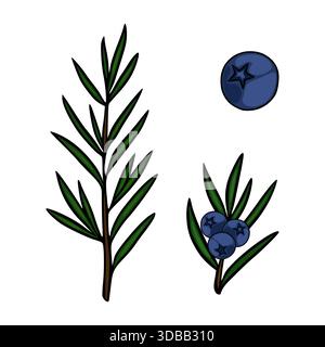 Stilisierte Vektorillustration von wacholderzweigen mit Beeren und einer einzelnen Beere, die einen klaren, grafischen Stil mit kräftigen Umrissen und flachen Farben zeigt Stock Vektor