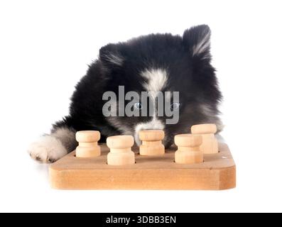 Bild eines Pomhimmels vor weißem Hintergrund Stockfoto