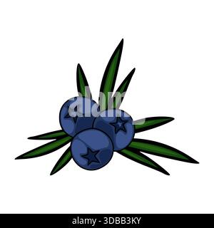 Stilisierte Vektor-Illustration von drei Reifen Heidelbeeren mit prominenten sternförmigen Kelchsen, eingebettet zwischen leuchtend grünen wacholdernadeln. Stock Vektor