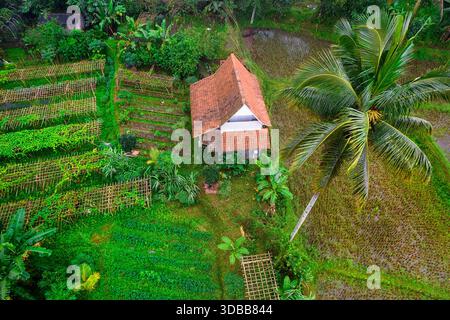 Traditionelles Holzhaus eingebettet zwischen üppigen Reisterrassen und tropischem Grün im ländlichen Java, Banyuwangi, Indonesien. Stockfoto