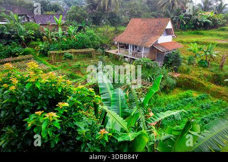 Traditionelles Holzhaus eingebettet zwischen üppigen Reisterrassen und tropischem Grün im ländlichen Java, Banyuwangi, Indonesien. Stockfoto
