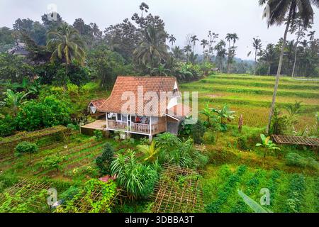 Traditionelles Holzhaus eingebettet zwischen üppigen Reisterrassen und tropischem Grün im ländlichen Java, Banyuwangi, Indonesien. Stockfoto