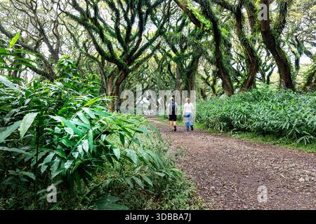 Mutter und Sohn Touristen wachen auf dem Gehweg unter riesigen Trembesi saman Bäumen im de Djawatan Wald. Banyuwangi, Ost-Java, Indonesien Indonesien Stockfoto