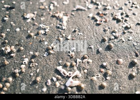 Nahaufnahme von grobem Sand, zerquetschten Muscheln und kleinen Kieselsteinen am Strand. Stockfoto