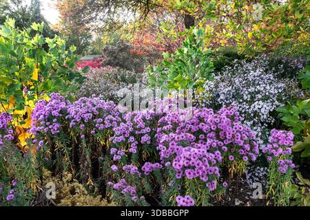 ASTER LILA SYMPHYOTRICHUM novae-angliae BRUNSWICK New England Aster in vordergründiger Herbstfarbe in grüner RHS Wisley Gardens Surrey UK Stockfoto