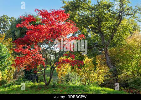 RHS Japanischer Ahornbaum (Acer palmatum SHERWOOD FLAME) in Herbstfarben. Japanische Ahorne sind Laubbäume mit anmutiger Gewohnheit und schönen Blättern Stockfoto
