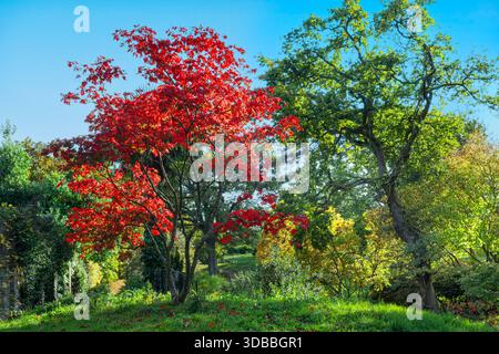 RHS Japanischer Ahornbaum (Acer palmatum SHERWOOD FLAME) in Herbstfarben. Japanische Ahornbäume sind Laub. London Platane hinter Wisley Surrey UK Stockfoto