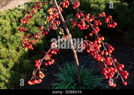 Malus 'Indian Magic' Krabbenapfel Indian Magic Bronze-getöntes Laub folgt den Blüten und dunkelt mit Alter, Laubkrabbenapfel ab. RHS Wisley UK Stockfoto