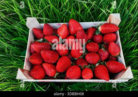 Holzkiste für die Erdbeerernte im grünen Gras-Erdbeerfeld. Stockfoto