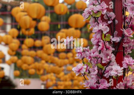 Blick auf leuchtende rosafarbene Blüten vor dem Hintergrund leuchtender orangefarbener Laternen, die eine warme und festliche Atmosphäre schaffen, Kuala Lumpur, Federal Stockfoto