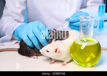 Wissenschaftler, der mit Ratten und Probenkolben auf weißem Holztisch im Labor arbeitet, Nahaufnahme Stockfoto