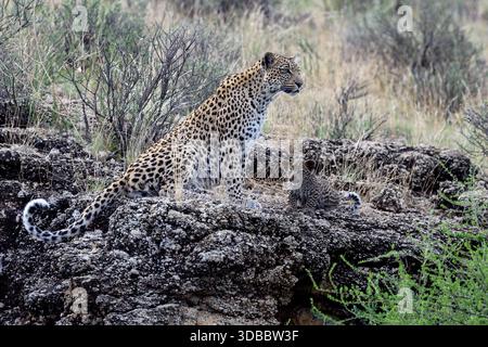Leopard (Panthera pardus, Weibchen) mit kleinem Jungtier. Foto vom Kgalagadi Transfrontier Park, Südafrika. Stockfoto