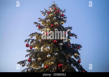 Ein großer, geschmückter Weihnachtsbaum steht in Florenz, Italien, vor einem weichen, blauen Himmel. Stockfoto