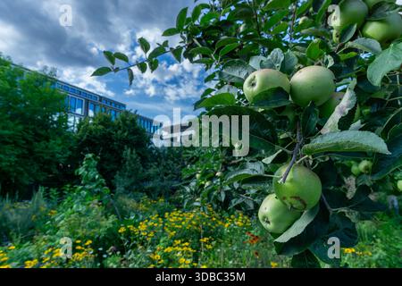 Grüne Äpfel, die auf einem Baum in einem städtischen Gemeindegarten wachsen, mit Stadtgebäuden im Hintergrund. Nahaufnahme, städtische Gartenarbeit, Editorial. Stockfoto