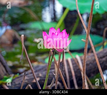 Australian Pink Water Lily blüht im Frühling im Fogg Dam Nature Reserve in Australien Stockfoto