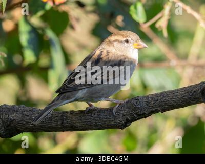 Eine weibliche Hausspatze, Passer domesticus, auf einem Ast. Stockfoto