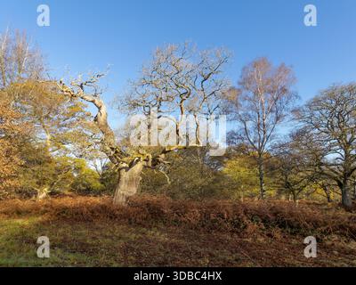 Quercus robur, die Stieleiche oder englische Eiche. Stockfoto
