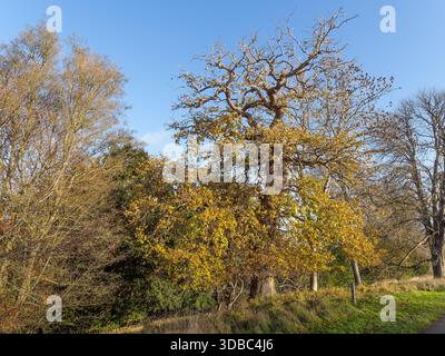 Quercus robur, die Stieleiche oder englische Eiche. Stockfoto