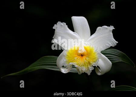 Weiße Sobralia Orchidee Stockfoto