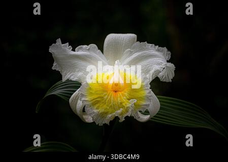 Weiße Sobralia Orchidee Stockfoto