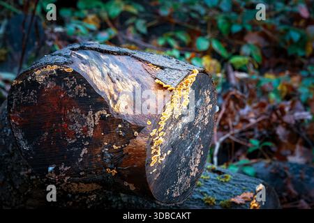 Haarige Vorhangkruste oder Stereum hirsutum. , Wächst auf verfaulenden Baumstämmen in Thornley Woods, Gateshead UK, Dezember 2025. Stockfoto