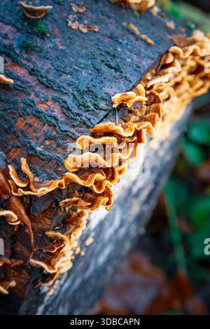 Haarige Vorhangkruste oder Stereum hirsutum. , Wächst auf verfaulenden Baumstämmen in Thornley Woods, Gateshead UK, Dezember 2025. Stockfoto