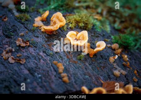 Haarige Vorhangkruste oder Stereum hirsutum. , Wächst auf verfaulenden Baumstämmen in Thornley Woods, Gateshead UK, Dezember 2025. Stockfoto