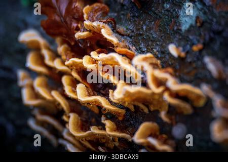 Haarige Vorhangkruste oder Stereum hirsutum. , Wächst auf verfaulenden Baumstämmen in Thornley Woods, Gateshead UK, Dezember 2025. Stockfoto
