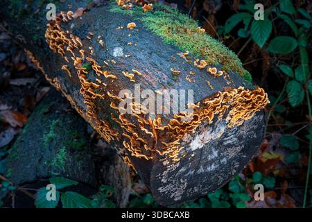 Haarige Vorhangkruste oder Stereum hirsutum. , Wächst auf verfaulenden Baumstämmen in Thornley Woods, Gateshead UK, Dezember 2025. Stockfoto
