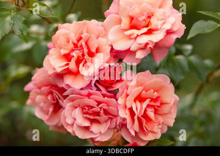 Weiche rosa Rosen in voller Blüte mit grünem Garten Hintergrund Stockfoto