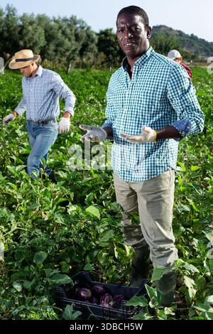 Mann Gärtner sammeln Auberginen Stockfoto