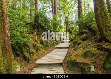 Eine hölzerne Promenade schlängelt sich durch einen lebendigen grünen Regenwald in tofino, auf vancouver Island, british columbia, und bietet einen ruhigen Rückzugsort in die Stadt Stockfoto