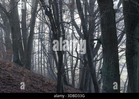 Dunkler, nebeliger Wald mit hohen Bäumen und Schatten, Mischwald, natürlicher Wald mit Kupferbuche (Fagus sylvatica) Englische Eiche (Quercus robur) und Hornbea Stockfoto