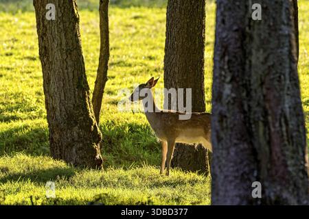 Damson (dama dama), Rehe, Hind, Jungtier, Kalb auf einer Wiese am Waldrand im Hintergrund, Abendlicht, Vogelsberg, Wildpark Büedingen, W Stockfoto