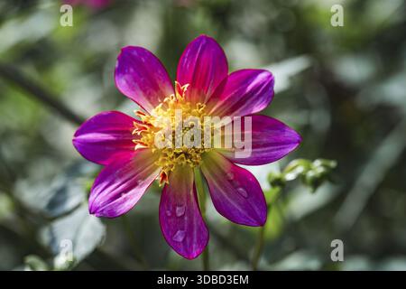 Dahlia (Dahlia pinnata) magentafarbene Blüte mit gelbem Zentrum und Wassertröpfchen auf den Blütenblättern in weiches, warmes Licht, Dortmund, Nordrhein-Westpha Stockfoto