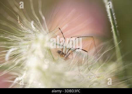 Weber (Opiliones) feine Makroaufnahme einer langbeinigen Arachnide zwischen flauschigen Pflanzenfasern mit kleinen Wassertröpfchen und zartem Bokeh in weichem, warmem l Stockfoto