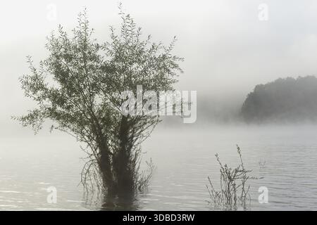 Hennesee, Weiden (Salix) im See, aufsteigender Nebel, Hennetalsperre, Naturpark Sauerland-Rothaargebirge, Nordrhein-Westfalen, Deutschland Stockfoto