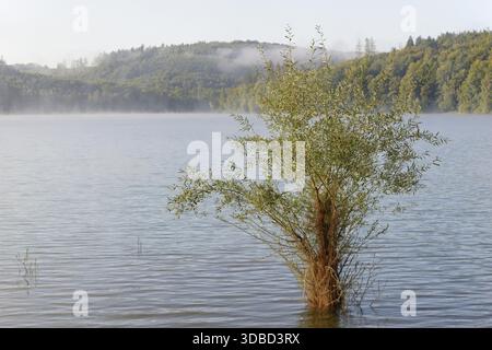 Hennesee, Weiden im See, Hennetalsperre, Naturpark Sauerland-Rothaargebirge, Nordrhein-Westfalen Stockfoto