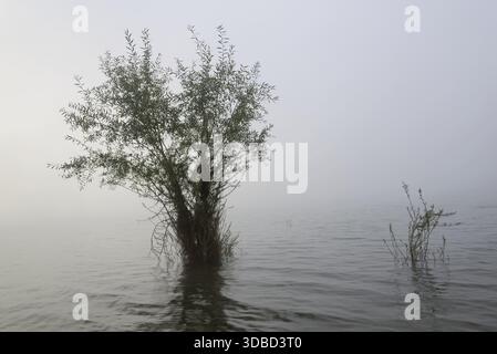Hennesee, Weiden (Salix) im Nebel, Hennetalsperre, Naturpark Sauerland-Rothaargebirge, Nordrhein-Westfalen, Deutschland Stockfoto